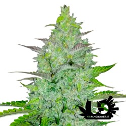 Fast Buds - Cheese - Semi autofiorenti femminizzati