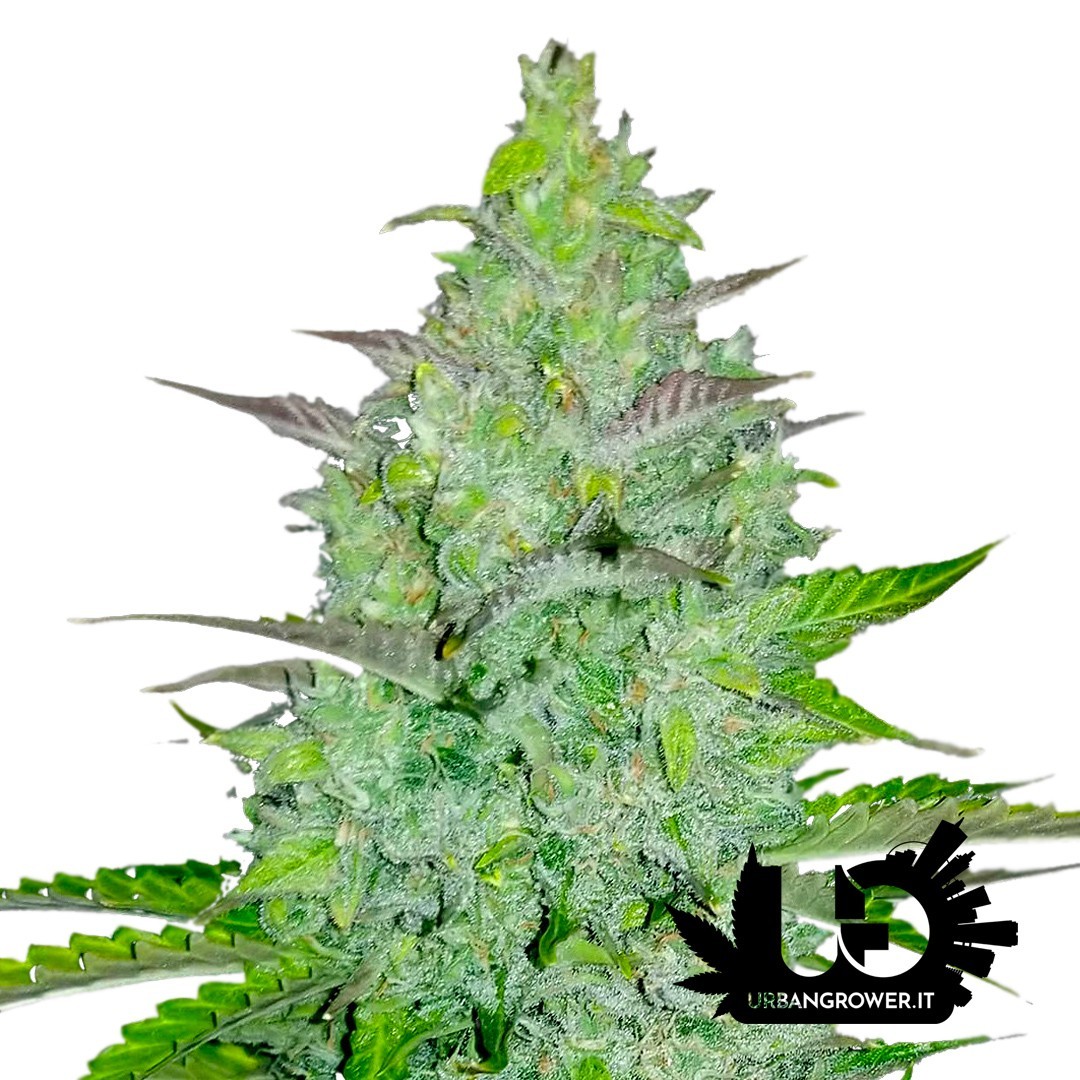 Fast Buds - Cheese - Feminized autoflowering seeds