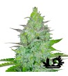 Fast Buds - Cheese - Feminized autoflowering seeds