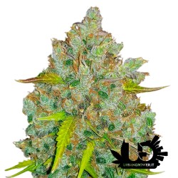 Fast Buds - Bubble Gum - Feminized autoflowering seeds