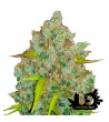 Fast Buds - Bubble Gum - Feminized autoflowering seeds