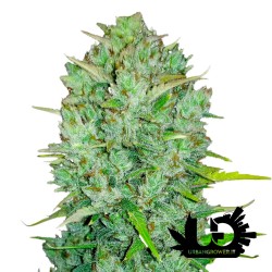 Fast Buds - Northern Lights - Feminized autoflowering seeds