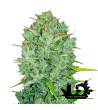 Fast Buds - Northern Lights - Feminized autoflowering seeds