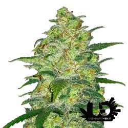 Fast Buds - White Widow - Feminized autoflowering seeds