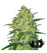 Fast Buds - White Widow - Feminized autoflowering seeds