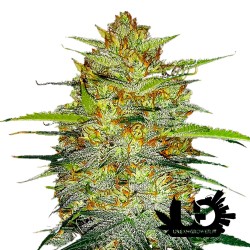 Fast Buds - OG Kush - Semi autofiorenti femminizzati