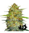 Fast Buds - OG Kush - Feminized autoflowering seeds