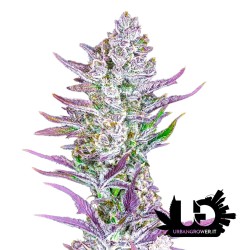 Fast Buds - Wedding Glue - Feminized autoflowering seeds