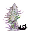 Fast Buds - Wedding Glue - Feminized autoflowering seeds