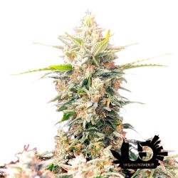 Fast Buds - Skunk Auto - Semi autofiorenti femminizati