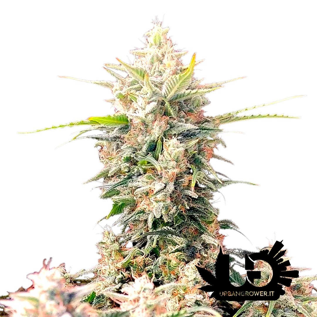 Fast Buds - Skunk Auto - Feminized autoflowering seeds