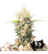 Fast Buds - Skunk Auto - Feminized autoflowering seeds