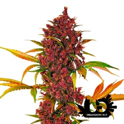 Fast Buds - LSD-25 - Feminized autoflowering seeds