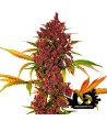 Fast Buds - LSD-25 - Feminized autoflowering seeds