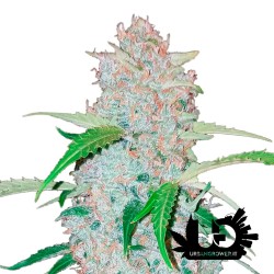 Fast Buds - Six Shooter - Feminized autoflowering seeds