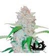 Fast Buds - Six Shooter - Feminized autoflowering seeds