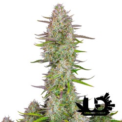 Fast Buds - Wedding Cheesecake - Feminized autoflowering seeds