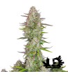 Fast Buds - Wedding Cheesecake - Feminized autoflowering seeds