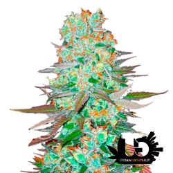 Fast Buds - G14 - Feminized autoflowering seeds