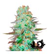 Fast Buds - G14 - Feminized autoflowering seeds