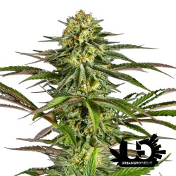 Dinafem Seeds - Kush'N'Cheese - Semi femminizzati