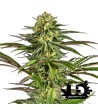 Dinafem Seeds - Kush'N'Cheese - Feminized Seeds