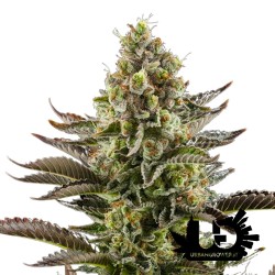 Dinafem Seeds - White Widow - Semi femminizzati