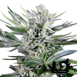 Dinafem Seeds - Quick Gorilla - Semi femminizzati