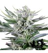 Dinafem Seeds - Quick Gorilla - Feminized Seeds