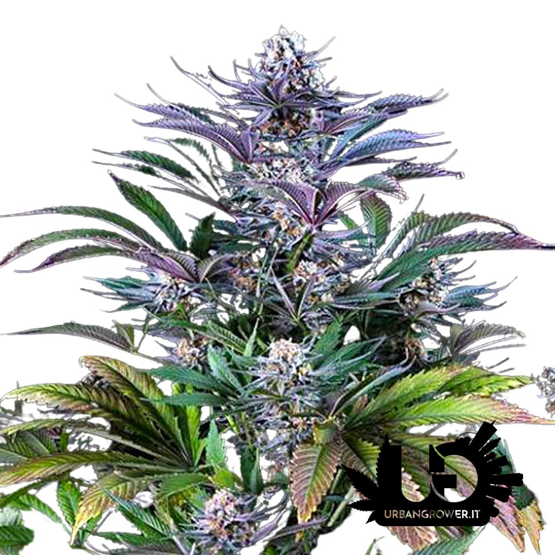 Dinafem Seeds- Super Silver - Feminized Seeds