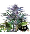 Dinafem Seeds- Super Silver - Feminized Seeds