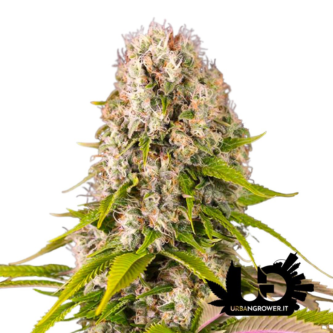 Dinafem Seeds - Diesel - Semi femminizzati