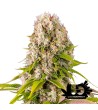 Dinafem Seeds - Diesel - Feminized Seeds