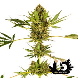 Sensi Seeds - Himalayan CBD - Feminized Seeds