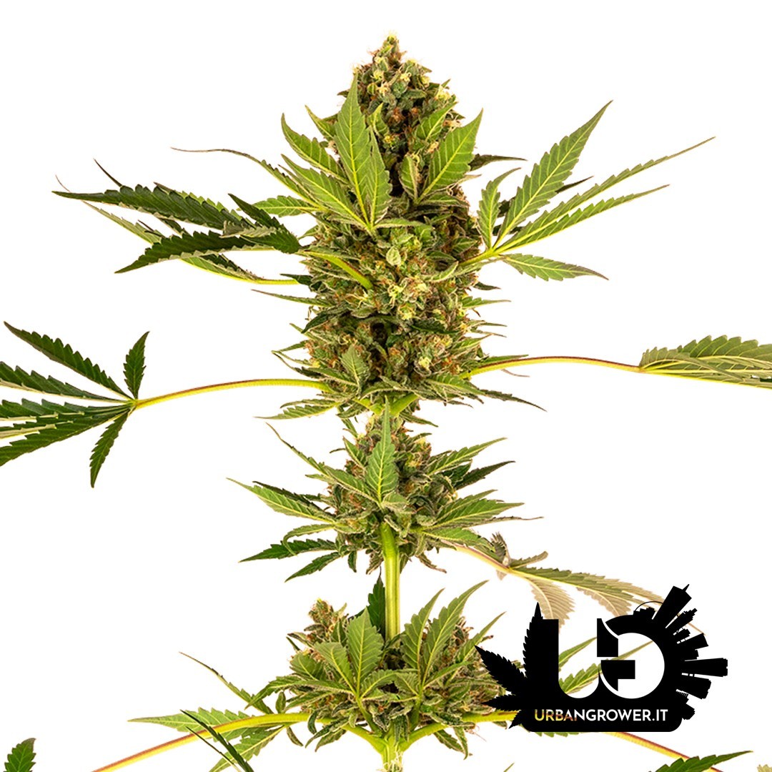 Sensi Seeds - Himalayan CBD - Semi femminizzati