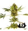 Sensi Seeds - Himalayan CBD - Feminized Seeds