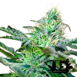 Sweet Seeds - Sweet Cheese Auto - 3 Feminized Seeds + 1 Free