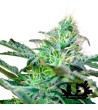 Sweet Seeds - Sweet Cheese Auto - 3 Feminized Seeds + 1 Free