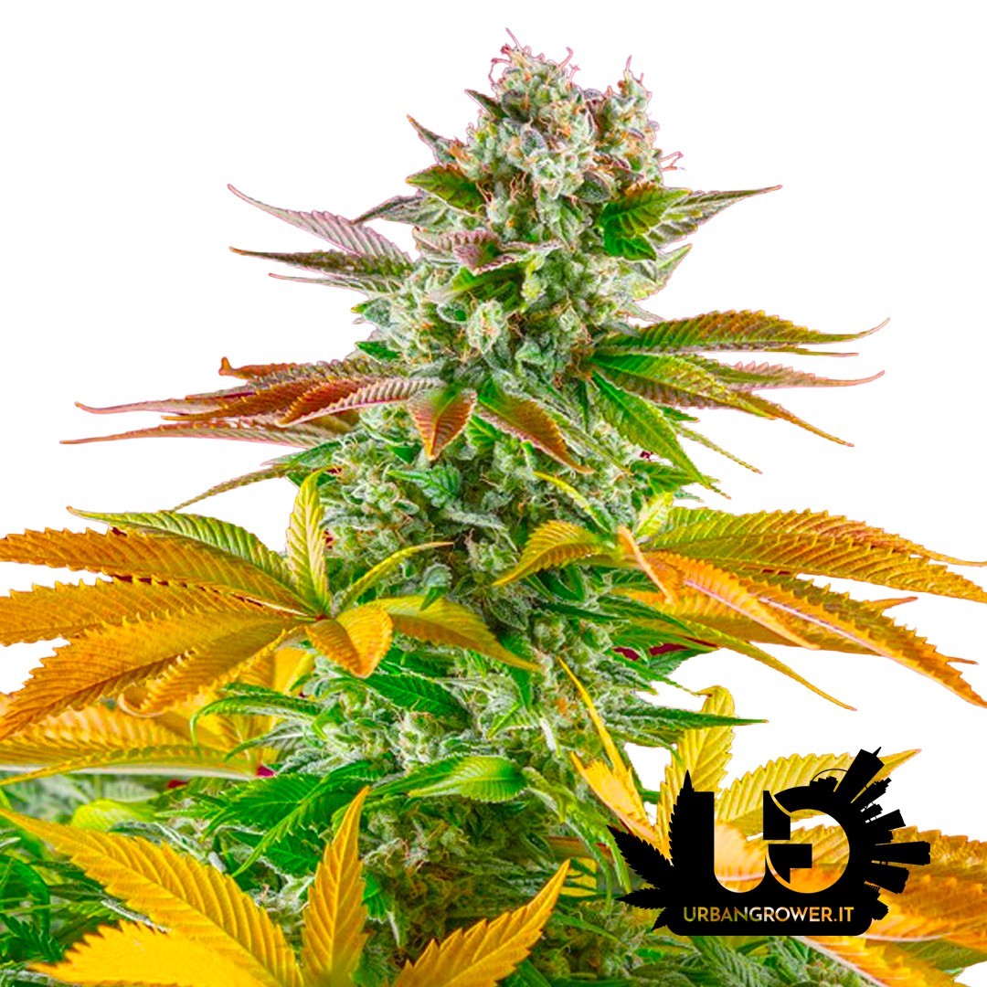 Sweet Seeds - Gorilla Girl - F1 Fast Version Feminized seeds