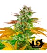 Sweet Seeds - Gorilla Girl - F1 Fast Version Feminized seeds