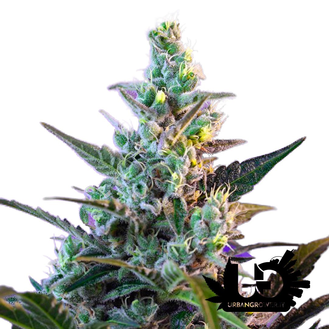 Sweet Seeds - Sweet Skunk Auto - 3 Autoflowering Seeds + 1 Free