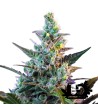 Sweet Seeds - Sweet Skunk Auto - 3 Autoflowering Seeds + 1 Free