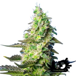 Sweet Seeds - Green Poison XL - Autoflowering Seeds