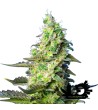 Sweet Seeds - Green Poison XL - Autoflowering Seeds