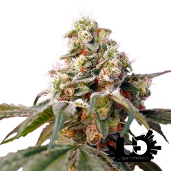 Sweet Seeds - Bruce Banner Auto - Autoflowering Seeds