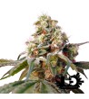 Sweet Seeds - Bruce Banner Auto - Autoflowering Seeds