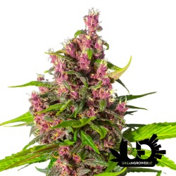 Sweet Seeds - Bloody Skunk Auto - Autoflowering Seeds