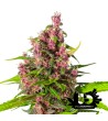 Sweet Seeds - Bloody Skunk Auto - Autoflowering Seeds