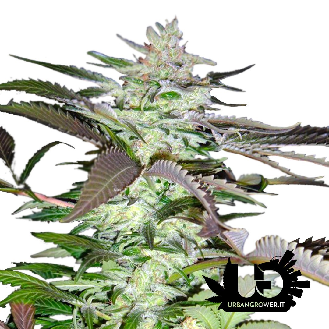 Sweet Seeds - Black Jack - Feminized Seeds