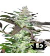 Sweet Seeds - Black Jack - Feminized Seeds